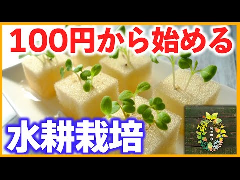 【手作り】100均のスポンジで旬の野菜を水耕栽培【家庭菜園】【園芸】【ガーデニング】