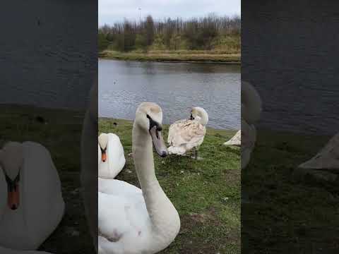 Swans close up beautiful #shorts #short