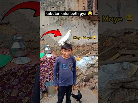 Moye Moye Ho Gaya 😂🤩 || kabutar ki video || #kabutar #pigeon #moyemoye #funnyshorts #kabootar #birds