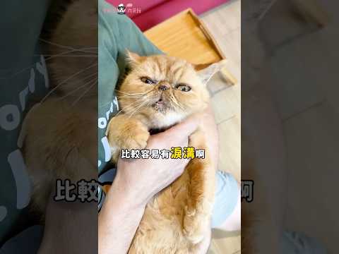 加菲貓的原型是他？！ #寵物知識 #貓 #加菲貓 #異國短毛貓 #cat #shorts