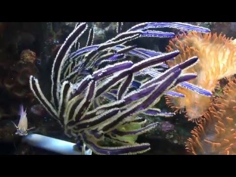 Setting up my 180 gallon Glass Coral Reef Tank, LA Fishguys Episode 151 part 4