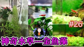 神奇水草----金魚藻 [#養魚人生26] Magical aquatic plants ---- goldfish algae