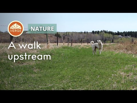 A Silent Walk Upstream with Ben, Mitch, and Finn