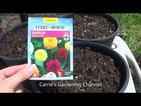 How To Direct Sow Dahlia Seeds, Dahlia Seedlings