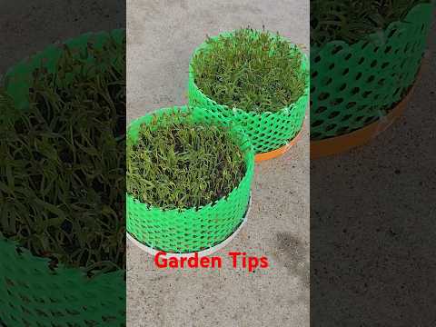 Gardening Tips for Beginners  #garden #shorts #shortvideo  #farming #short #shortsfeed #shortsviral