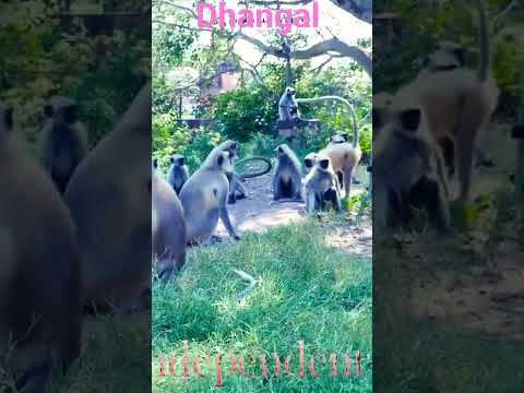 Dhangal song #viral #shortvideo #trendingshorts #funny