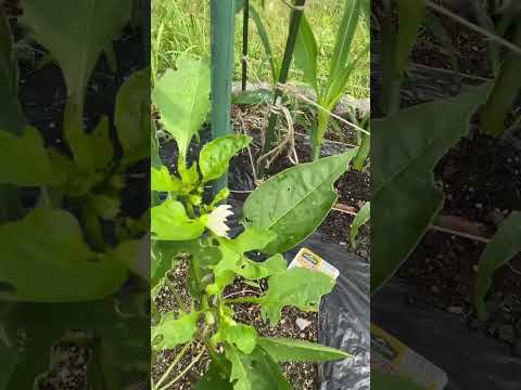 ピーマン【家庭菜園だより】green pepper