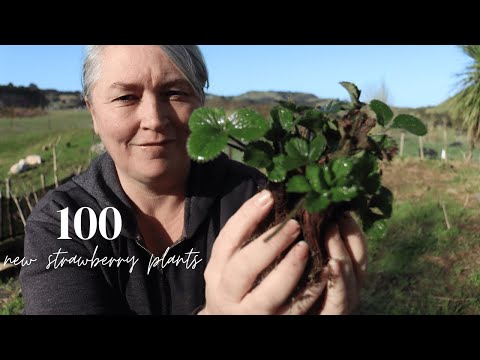 100 New Strawberries | NO MORE PIGGIES IN THE GARDEN! I fixed the Fences