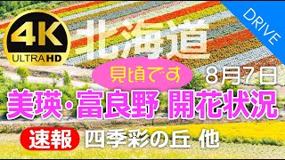 [Hokkaido Drive] Breaking news! Biei/Furano | Shikisai no Oka/Kanno Farm continues to be at its best