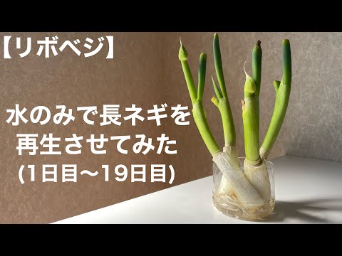 【リボベジ】水のみで長ネギを再生させてみた 1日目〜19日目