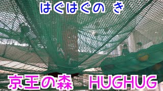 【遊び場紹介】京王の森 HUG HUG パート４ はぐはぐの き　巨大ネット遊具