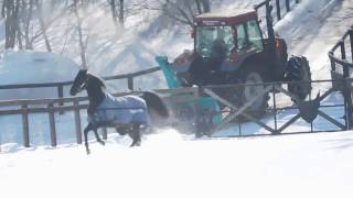 除雪車から逃げる　エイシンフラッシュ