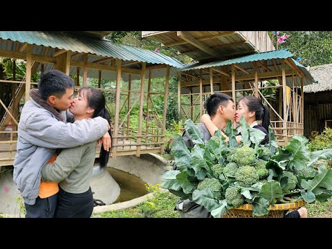 Simple love in the cauliflower garden harvested for sale at the market | Linh's Life