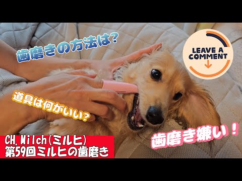 第59回ミルヒの歯磨き