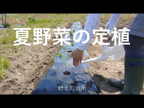 【夏野菜の定植】サツマイモ、トマト、ズッキーニ、レタス