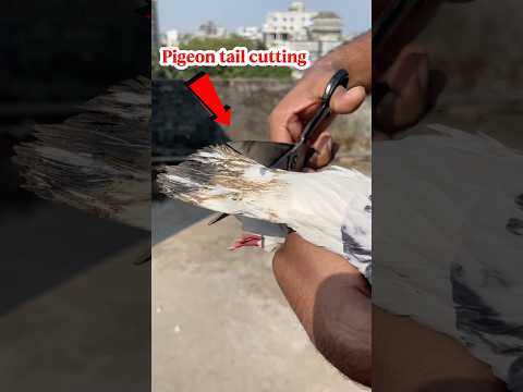 How to cut a pigeon tail ✂️😱 || #shorts #pigeon #youtubeshorts