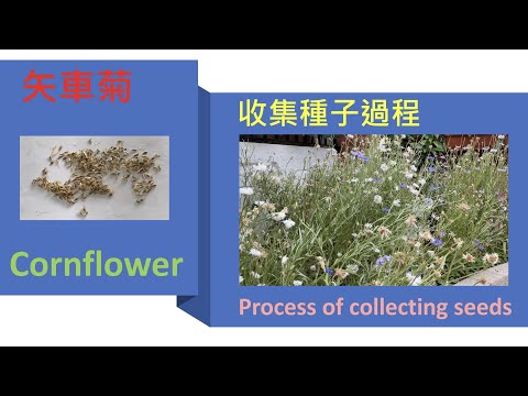 ｛種花篇 Gardening｝- 矢車菊 - 收集種子過程 - Cornflower - Process of collecting seeds