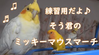 【練習用】そう君が歌うミッキーマウスマーチ　２４分　【オカメインコ】[For practice] Mickey Mouse March sung by you  Cockatiel　[Disney]