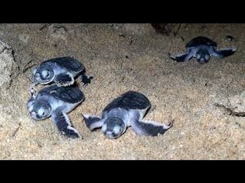 Sea Turtles Documentary HD - Turtle vs Tortoise