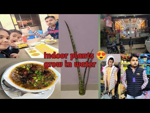 देखिए आज की 👉  बिना प्लेन की शॉपिंग, पर अच्छा मिल गया 👍 जो भी लिया ☺️Low Maintance Indoor plants ☘️