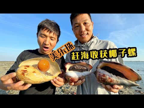 Catch the sea to harvest coconut snails, the photographer personally went to open the Mei Lezhu