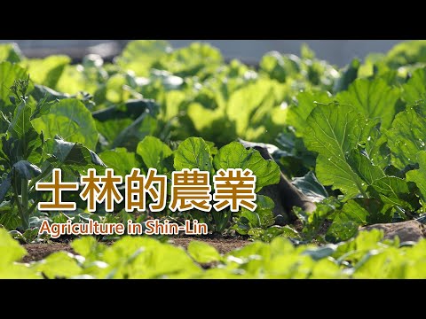 11-6 士林的農業