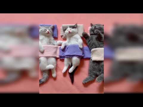 【爆笑ハプニング】ねこの面白いいたずら集〜Happening A collection of funny cats〜