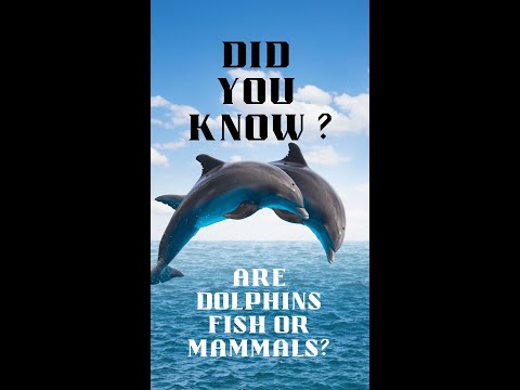 Did you know -  Are Dolphins Fish Or Mammals? #shorts