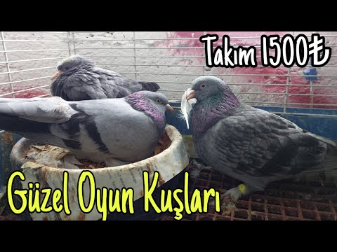 Çok Güzel Oyun Kuşları.