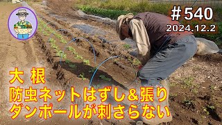 【大根】１番手から３番手の防虫ネットを外し、４番手に防虫ネットを張る。畑が固くダンポールが刺さらない。第540話#オーガニック栽培 #家庭菜園