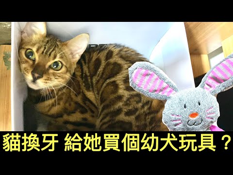 貓玩具｜幼貓換牙期｜給Hana買了幼犬潔齒玩具｜貓咪的成長日記EP13｜6月齡幼貓成長記錄