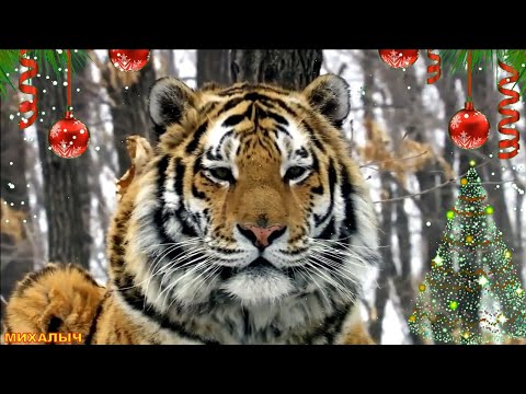 🐯ГОД ТИГРА ВСТРЕЧАЕМ! ПОЗДРАВЛЕНИЕ! С НАСТУПАЮЩИМ НОВЫМ 2022 ГОДОМ ! Открытка на Новый Год 💖❄️🌲