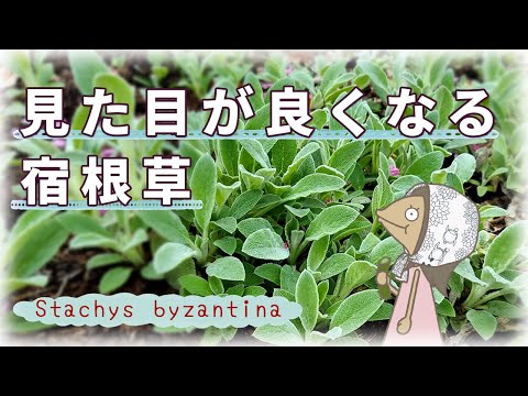 ラムズイヤーの特徴と育て方を紹介するアニメ🔰【植物編-08】