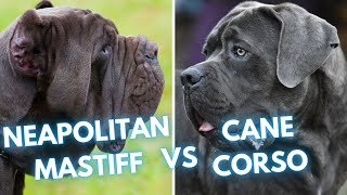 Cane Corso vs Neapolitan Mastiff - Dog Breed Comparison