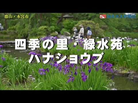 四季の里・緑水苑　ハナショウブ