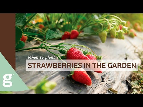 When is the Best Time to Plant Strawberry Plants in Your Garden?