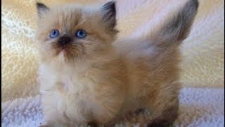 Animal Planet  : Cats 101 ~ Munchkin