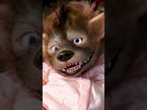 Meet The Woman Who Makes Werepups Life Sized Baby Werewolves.