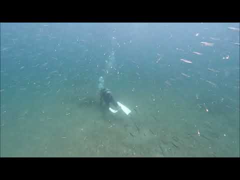 縦横無尽のいわし2024.9.13(山口県周防大島「地家室海域公園」)