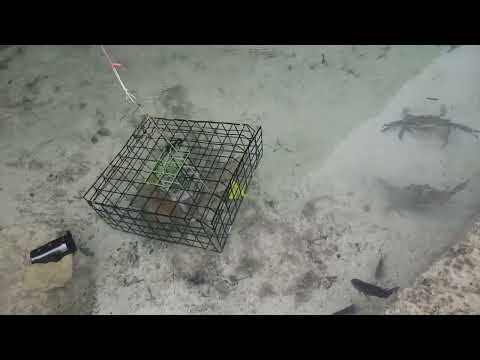 Amazing fish trap in sea# GoPro in bait trap