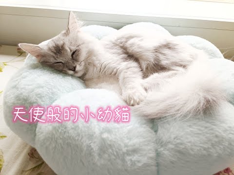 也太讓人融化🐈撒嬌又愛討摸摸/像寶寶一樣的幼貓｜金吉拉MoMo