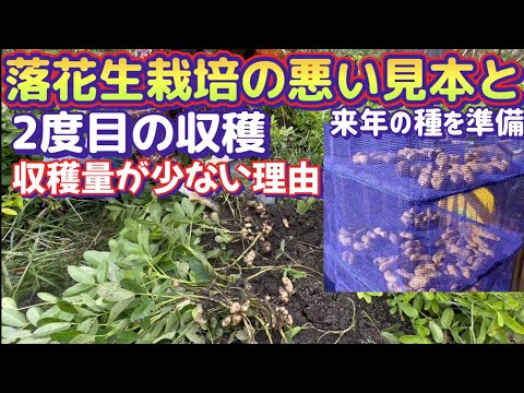 【落花生の王様おおまさりを沢山収穫するには】悪い見本と来年用の種準備