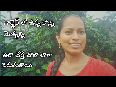 How to grow Hisbiscis plant in garden / Tips for Rose plant / plants protection tips in telugu /rose