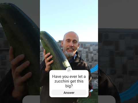 Look at this huge zucchini- Garden bloopers 2023