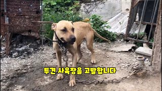 투견 사육장 고발합니다