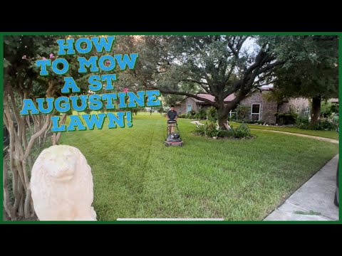 How to Mow a St Augustine Lawn - Made simple