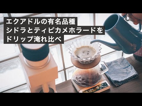 エクアドルの超おいしい2つのコーヒー品種、シドラとティピカメホラードの味の違い