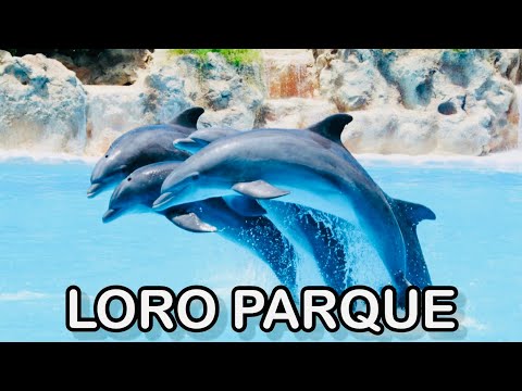 Loro Parque Dolphin Show - Tenerife #dolphin #show #family #travel #top #Tenerife