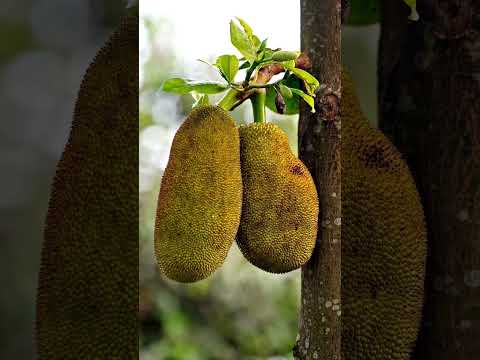 कटहल वो भी जमीन मे लगा हुआ 🫒 | jackfruit under the earth 😱 | #jackfruit #shorts #letsgardenup