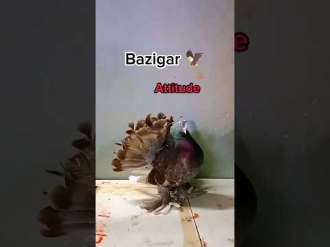 Pigeon Attitude Video 👑 || Kabutar Ki Video|| #pigeon #kabootar #kabootarbazi #youtubeshorts